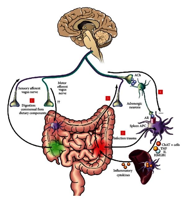 gut brain axis - low testosterone
