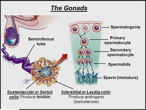 leydig cells low testosterone